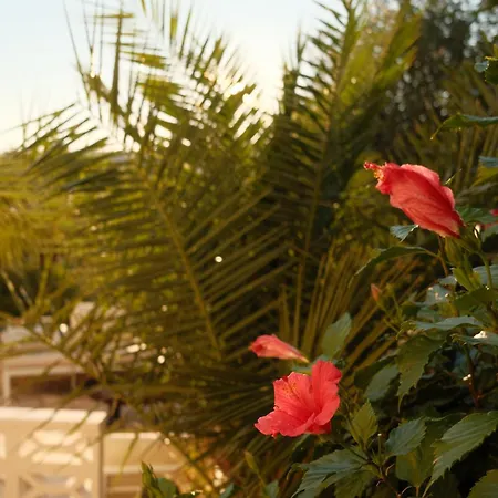 Coco - Coliving & Coworking Costa Blanca
